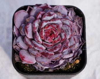 Rare Succulent, Echeveria White Sundae, Live Plants