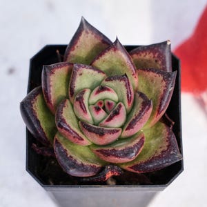 May include: A close-up of a succulent plant in a black square pot. The succulent has green leaves with red and dark purple edges. The center of the plant is a lighter pink color.