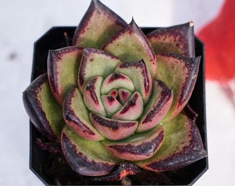 Rare Succulent, Echeveria agavoides Ebony, Live Plants