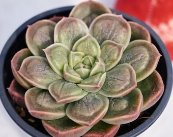 Rare Succulent, Echeveria Doctor Strange, Live Plants