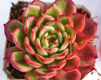 Rare Succulent, Echeveria Starbucks Variegated, Live Plants