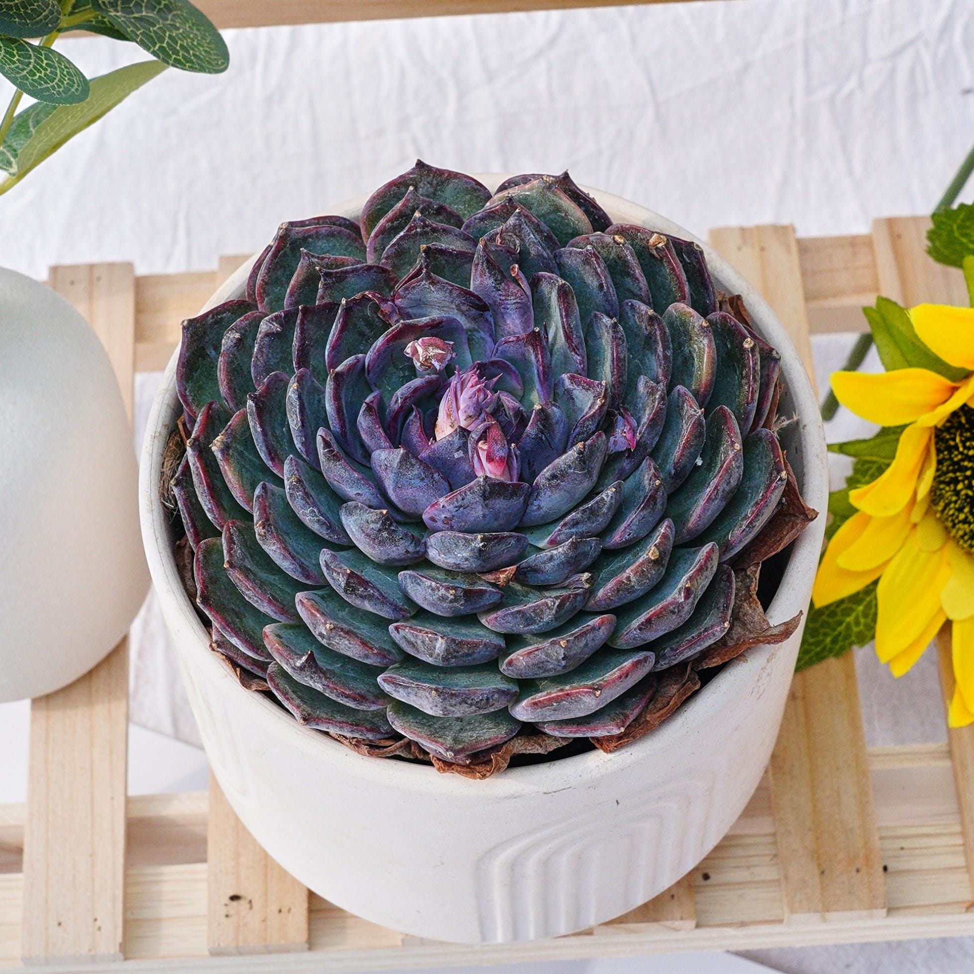 青色妖姫/Echeveria Blue Enchantress 錦　激レア Echeveria Blue Enchantress - Etsy