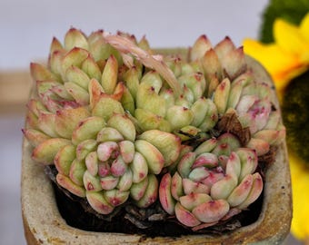 Pianta succulenta rara, Echeveria Ice Angel, piante vive