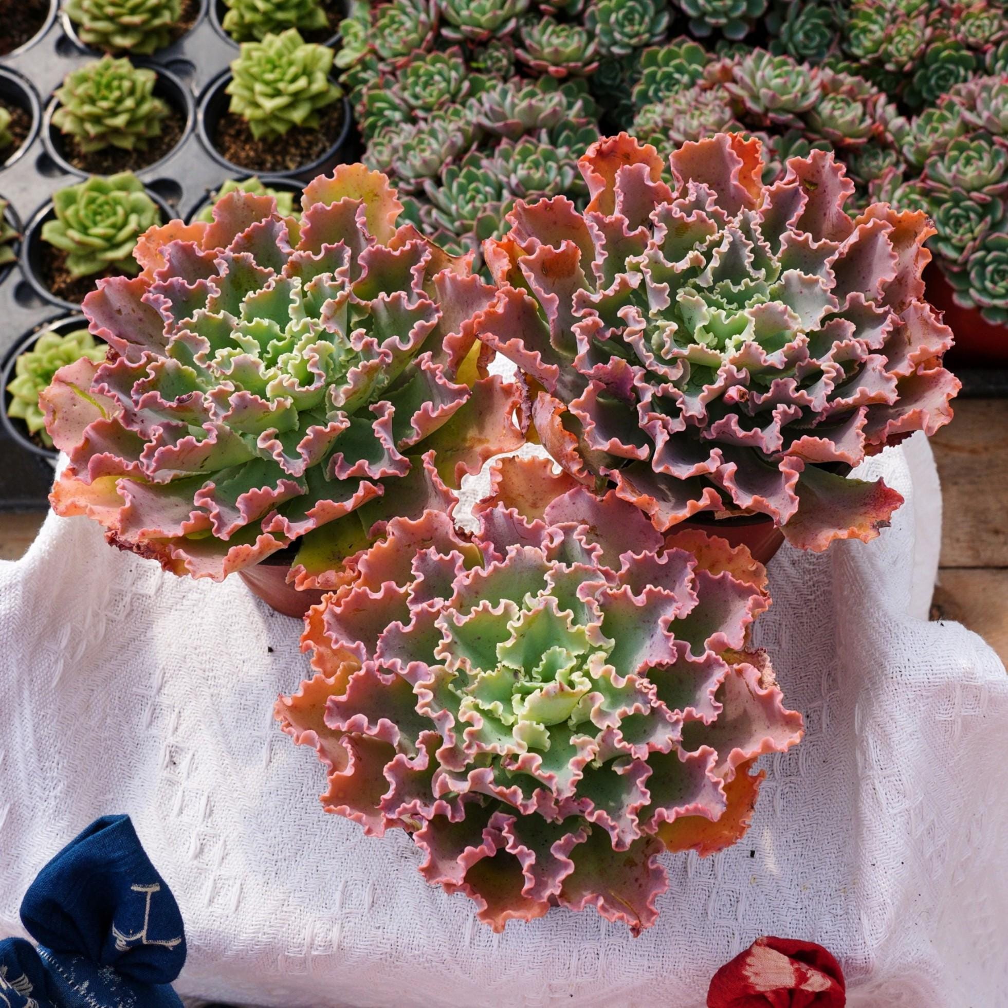 Rare Succulent, Echeveria Blue Curls, Live Plants - Etsy