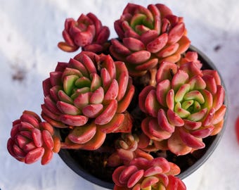 Plantes succulentes rares, Echeveria fanta, plantes vivantes
