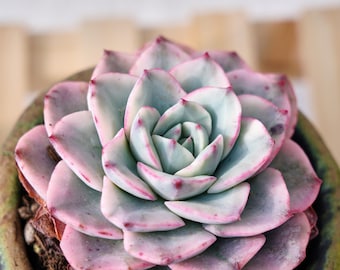 Rare Succulent, Echeveria Cream Peach Variegata, Live Plants