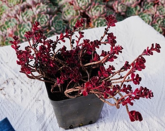 Rare Succulent, Sedum Spurium Dragon's Blood, Live Plants