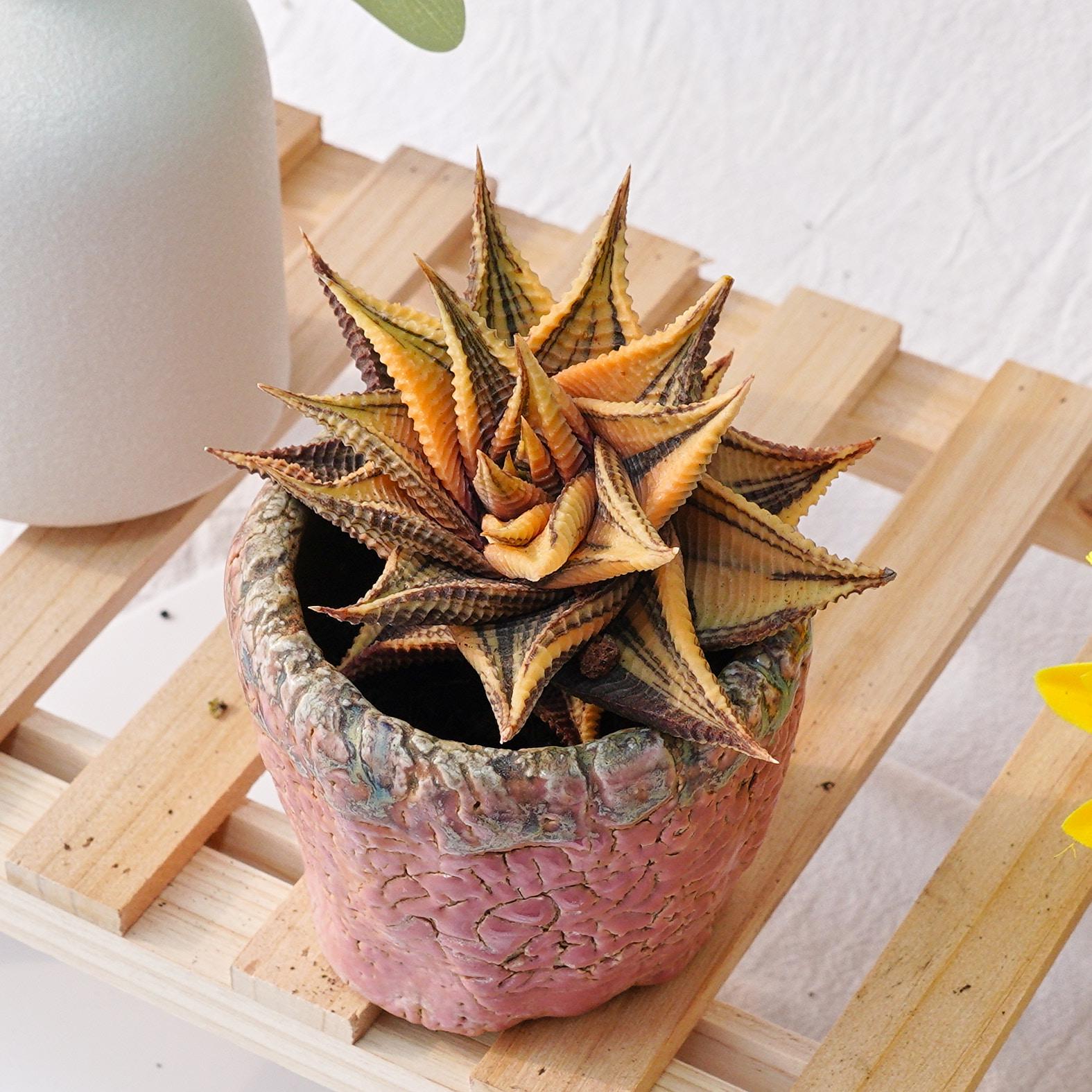 Aloe variegata - Etsy 日本