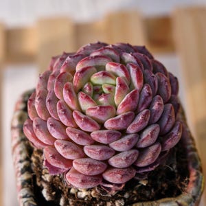 May include: A succulent plant with tightly packed, fleshy, rounded leaves arranged in a rosette pattern. The leaves transition from a pale green centre to deep reddish-purple tips. The plant is potted in a textured, dark-coloured container.