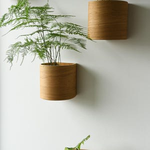 Bent wood Plant pod \ floating interior wall planter