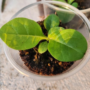 Nicotiana Live Plant