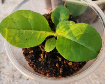 Tobacco Plant Live with roots non-GMO Nicotiana tabacum "Ready for your Garden"