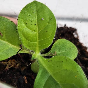 non tobacco leaves Organic Tobacco Leaves