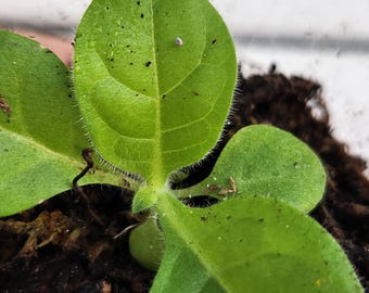 Virginia Bright Leaf Tobacco Plant Live Non-GMO