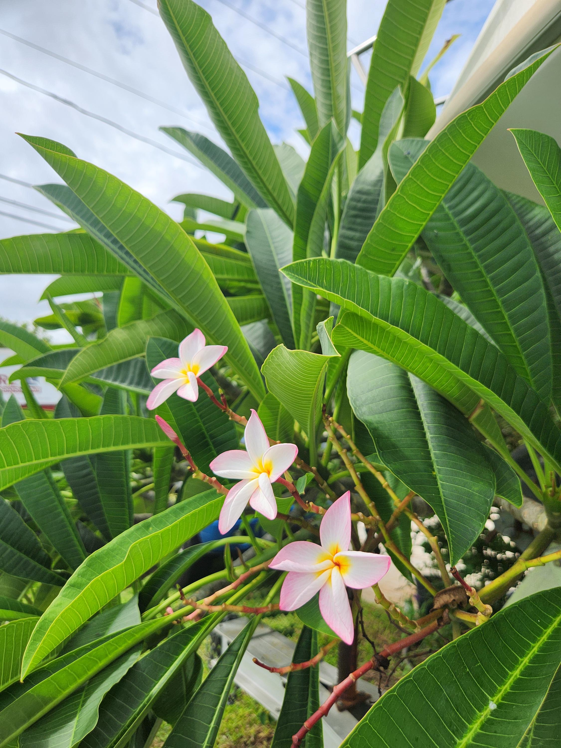 Plumeria Cuttings - Etsy Canada