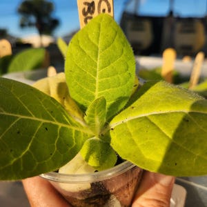 live tobacco plants for sale Live Tobacco Plants