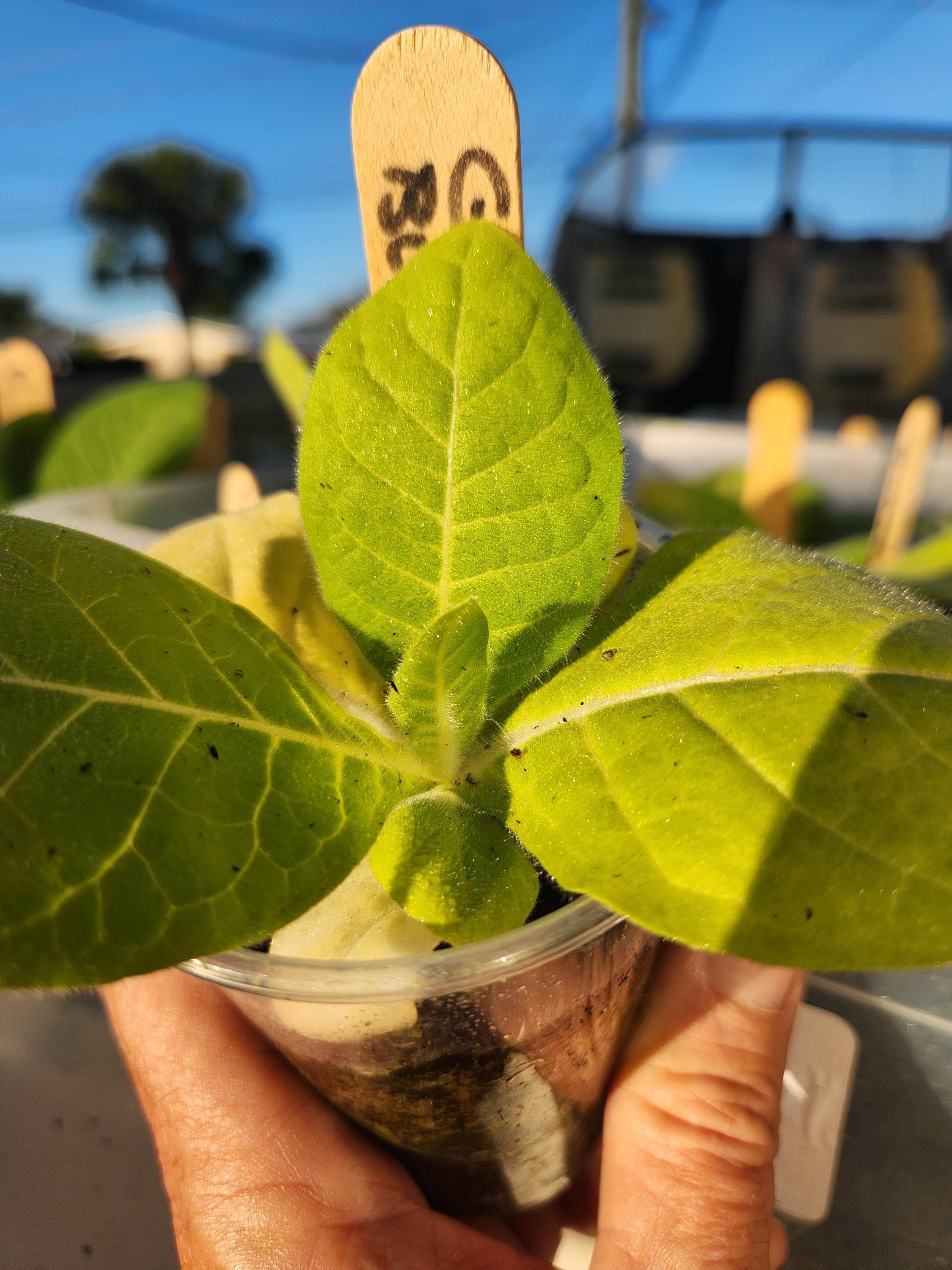Golden Burley Tobacco Plant Live With Roots and Well-established Non-gmo  Ready for Your Garden
