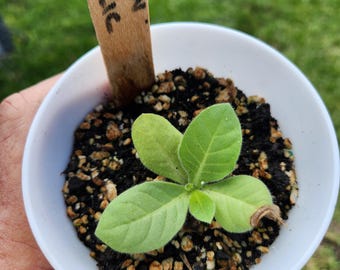 Tobacco Dominican Republic Plant Live with roots, Garden Ready