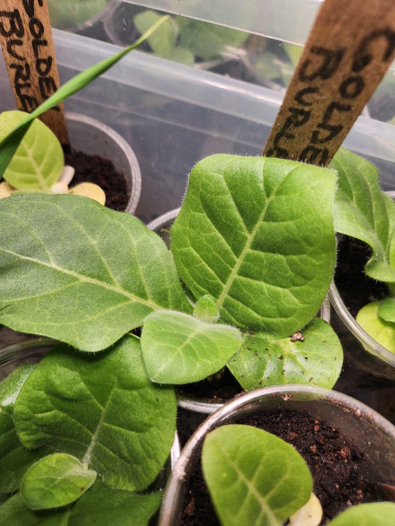 tobacco house plant Golden Burley Tobacco Plant Live With Roots and Well-established Non-gmo  Ready for Your Garden