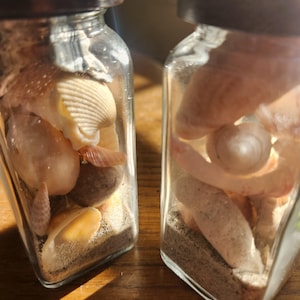 Cocoa Beach in a Bottle, Hand collected Seashells with Authentic Beach Sand for your Office table, Work cubicle or Favorite shelf