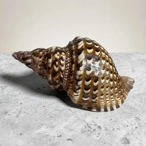 May include: A large, intricately patterned seashell with a spiral shape. The shell features a mix of brown, tan, and white colors, with a textured surface. The shell is a natural, decorative item.