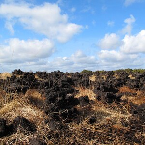 Bog Heart Large image 4