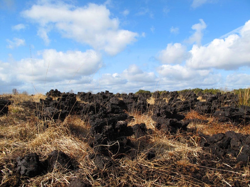 Bog Heart Large image 4