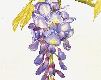 Wisteria Flower