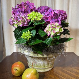 May include: A potted hydrangea plant with vibrant purple and green blooms. The plant sits in a decorative, aged-looking pot, and is surrounded by decorative moss. Two pears with yellow and red hues are placed in front of the plant.