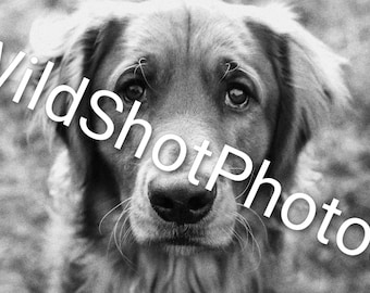 ゴールデンレトリバーの子犬の写真、高解像度、超リアル(デジタル ゴールデンレトリバーの子犬の写真、高解像度、超リアル(デジタル
