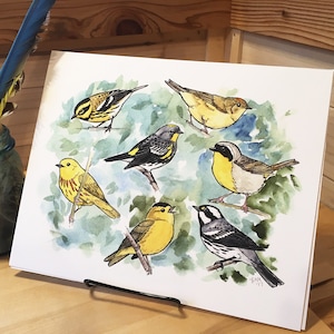 North Pacific Coast Warblers 8x10 art print - bird art painting watercolor original