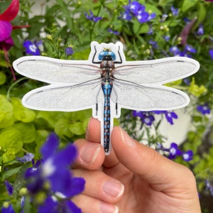 Blue Darner Dragonfly 3.75" Medium vinyl sticker