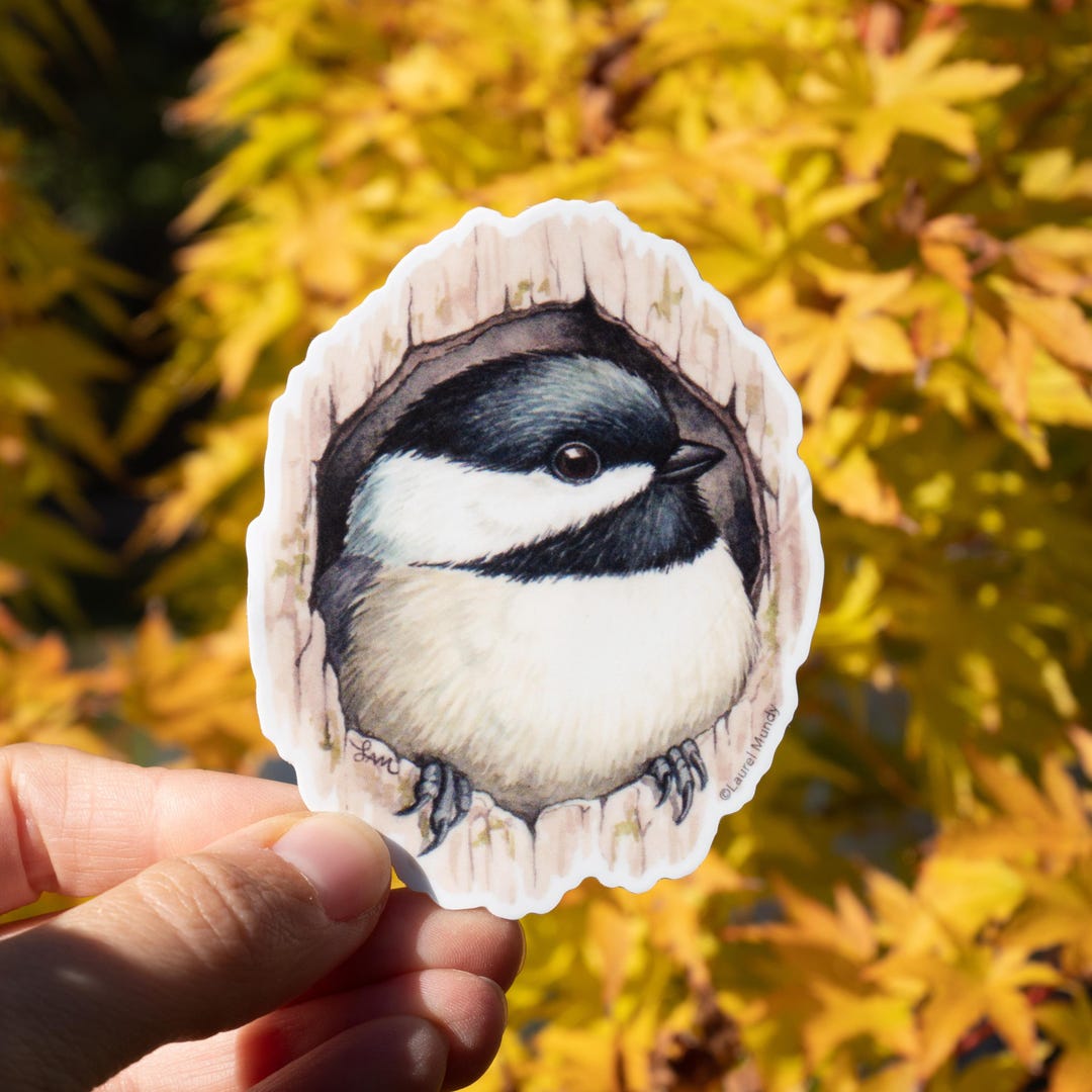 Chickadee in Cavity 3