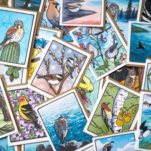 Birds of Western North America greeting cards 100% recycled paper - Assorted bird designs
