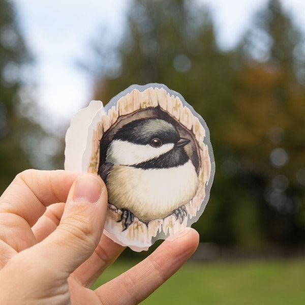 Chickadee in Cavity 3" Medium clear vinyl sticker