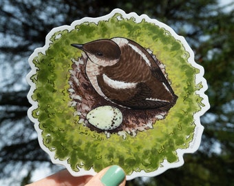 Marbled Murrelet 4.5" Large Vinyl bird nest sticker waterproof dishwasher safe