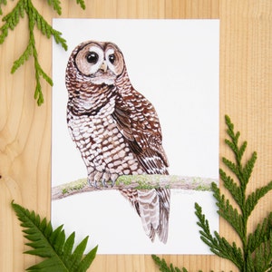 Spotted Owl 5x7 or 8x10 art print