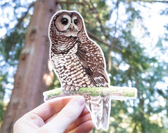 Spotted Owl 5"x4" Large vinyl sticker - waterproof/dishwasher safe