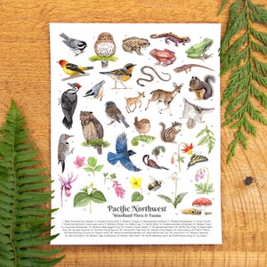 Pacific Northwest Woodland Flora & Fauna 11x14 or 8.5x11 art print - field guide identification poster for naturalists