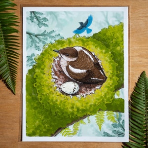 Marbled Murrelet Nest 11x14 art print Pacific Northwest wildlife