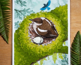 Marbled Murrelet Nest 8x10 / 11x14 art print Pacific Northwest wildlife