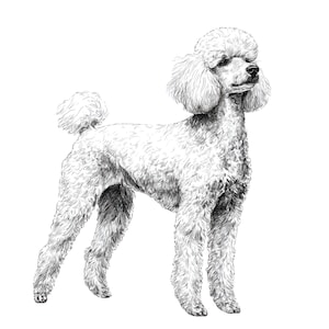 Peut inclure: Illustration en noir et blanc d'un caniche standard. Le chien est représenté debout, avec sa fourrure bouclée distinctive et son style de coupe caractéristique. L'œuvre d'art met en valeur la posture élégante et les traits raffinés de la race.
