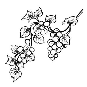 Puede incluir: Ilustración en blanco y negro de vides con hojas y racimos de uvas. La imagen es un dibujo lineal, adecuado para un elemento gráfico o componente de diseño. Las uvas y las hojas están detalladas.