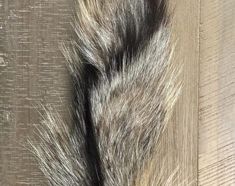 Gray Fox Tail