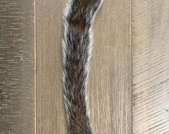 Gray Squirrel Tail