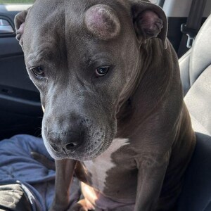 以下が含まれることがあります： グレーのピットブル犬が車の座席に座り、悲しそうな表情で下を見ています。犬の胸には白い斑点があり、頭には目立つこぶがあります。背景には車の内装が見えます。