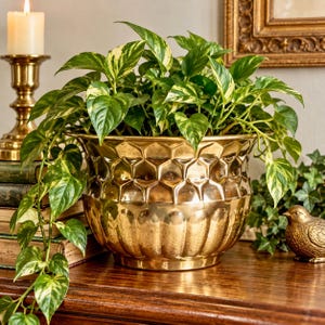 May include: A polished brass planter with a textured honeycomb pattern on the upper rim and vertical fluting on the base. The planter holds a lush pothos plant with variegated green and cream heart-shaped leaves that spill over the sides.
