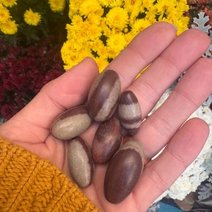 May include: A hand holding several smooth, oval-shaped stones. The stones are primarily brown with lighter tan or gray bands. The background features vibrant yellow and white flowers, and a yellow sweater.