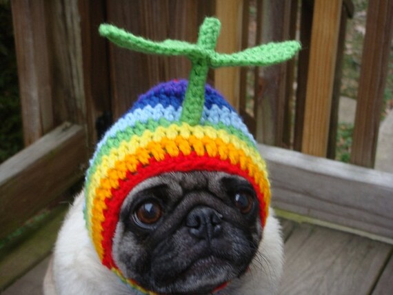 propeller hat for dog