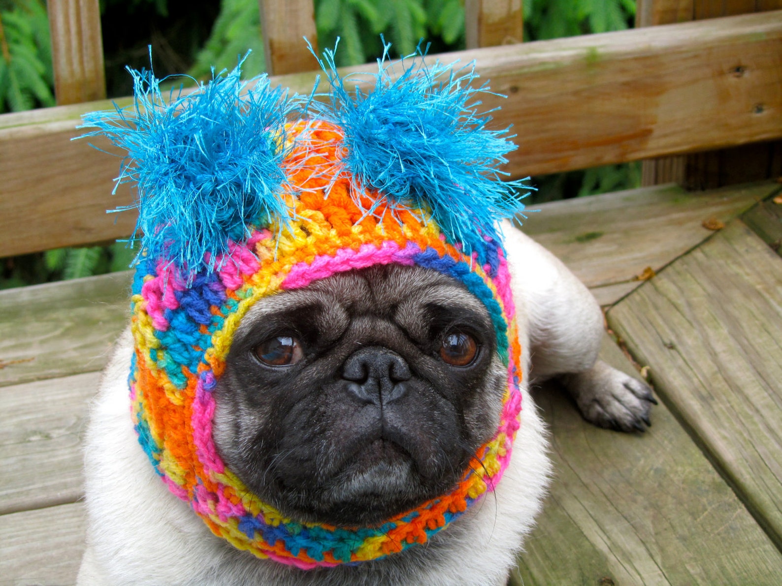Pin von Melinda Mueller Mcgovern auf Pugs Teacup chihuahua, Hundekleidung, Hunde